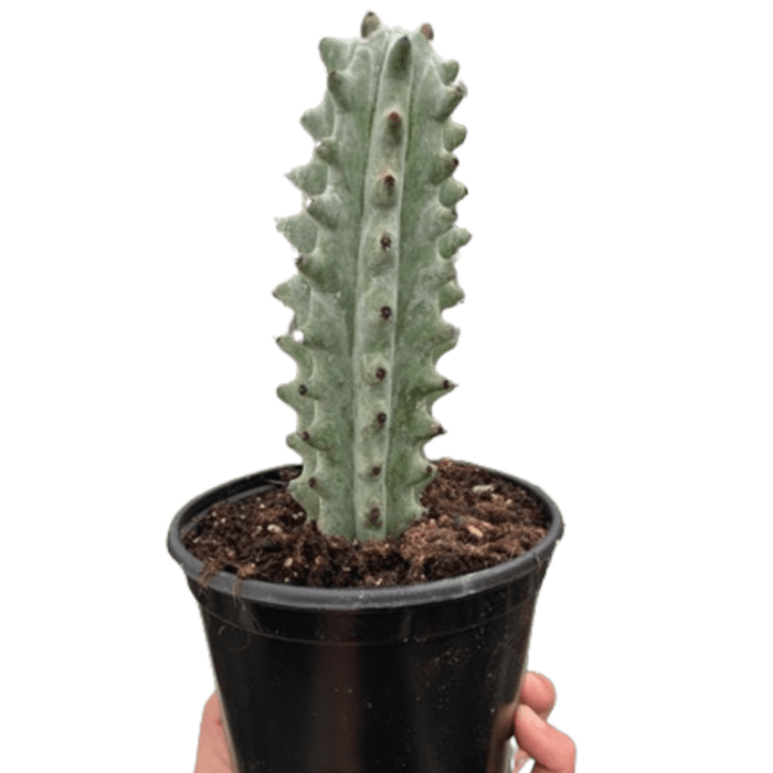 Succulent Cactus Ghost White Boobie