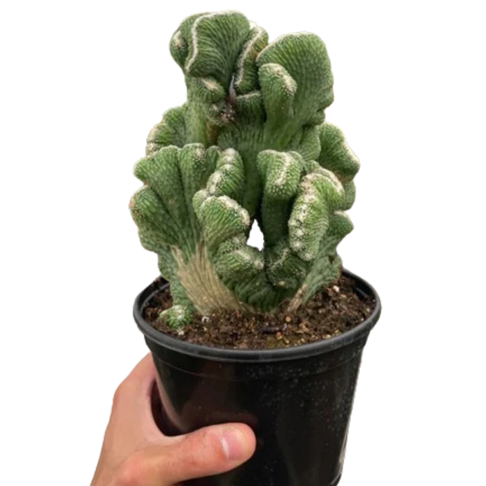 Succulent Cereus Coral Green
