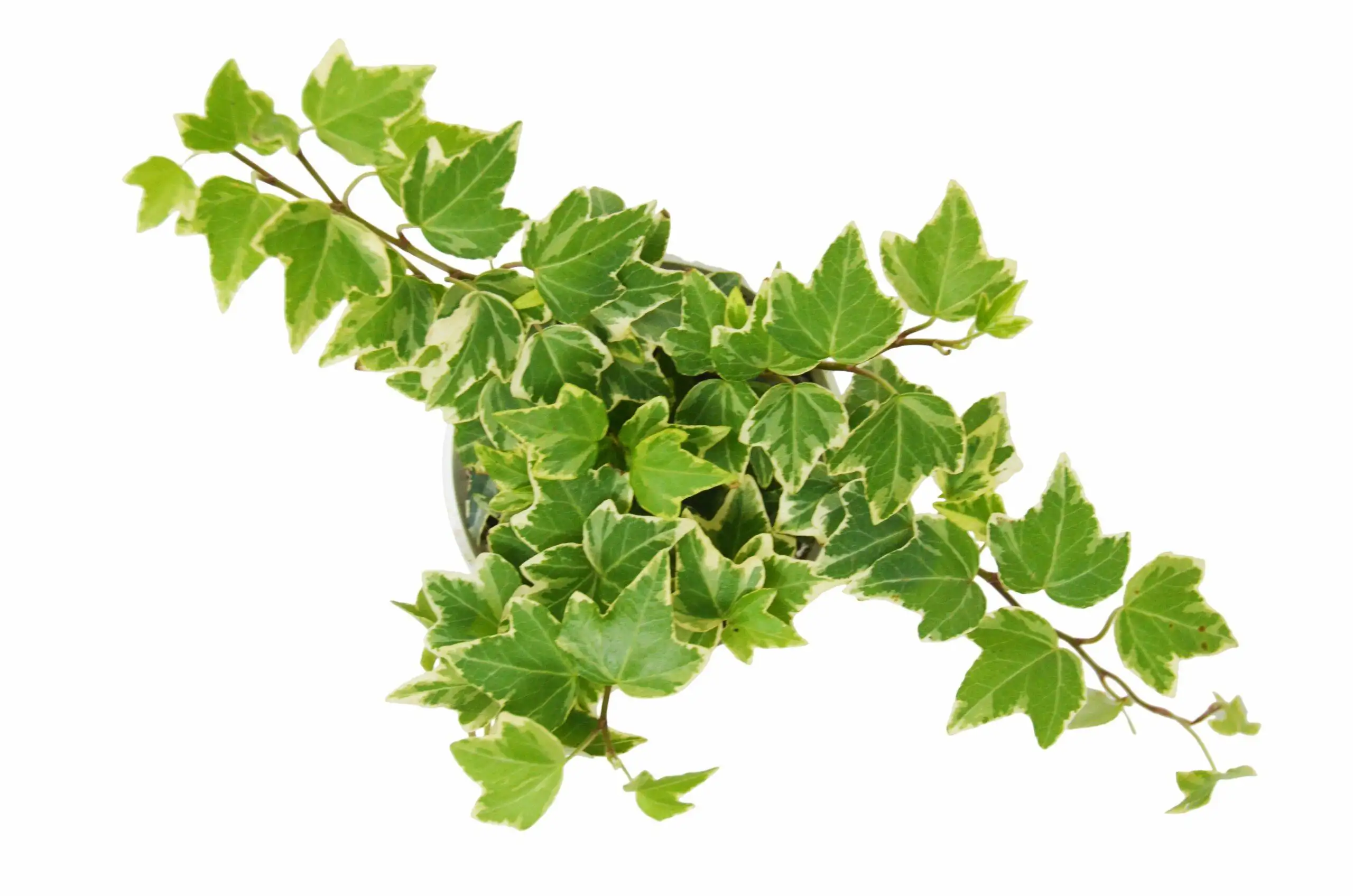 English Ivy Eva - Image 3