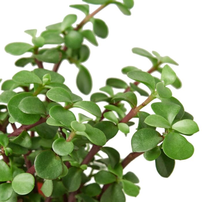 Succulent Elephant Bush - Image 2