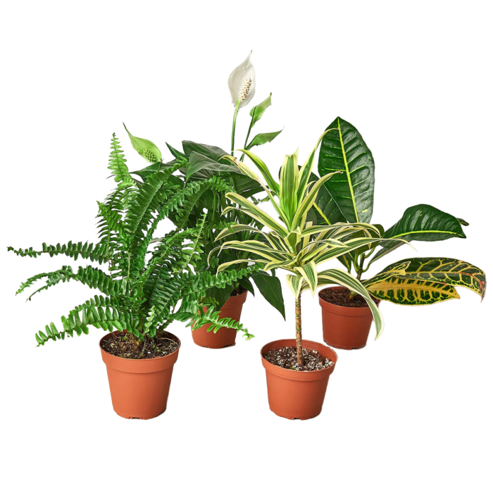air purifying plants - best online plant nursery | houseplantsale.com - houseplants for sale online | best indoor plants | forget me not flower market