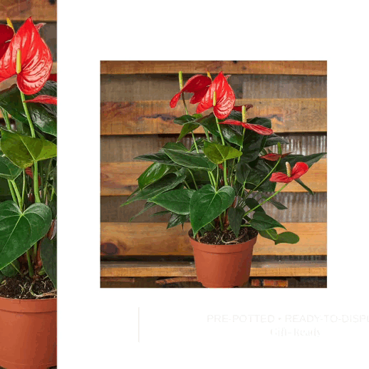 anthurium red plant delivery - house plant sale | Forget Me Not Flower Market online plant shop | online nurseries near to me