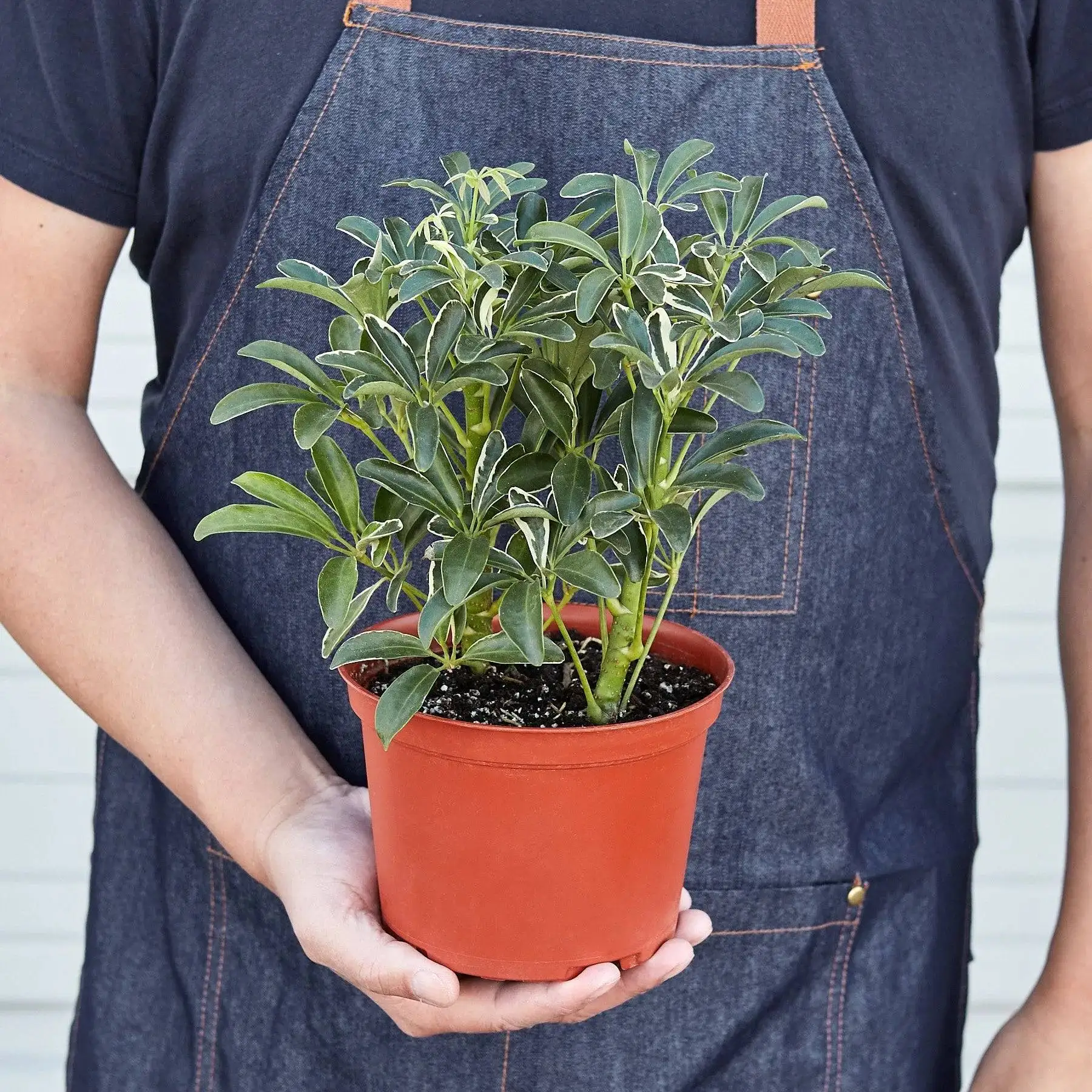 Schefflera Moonlight 'Umbrella Plant' - Image 4