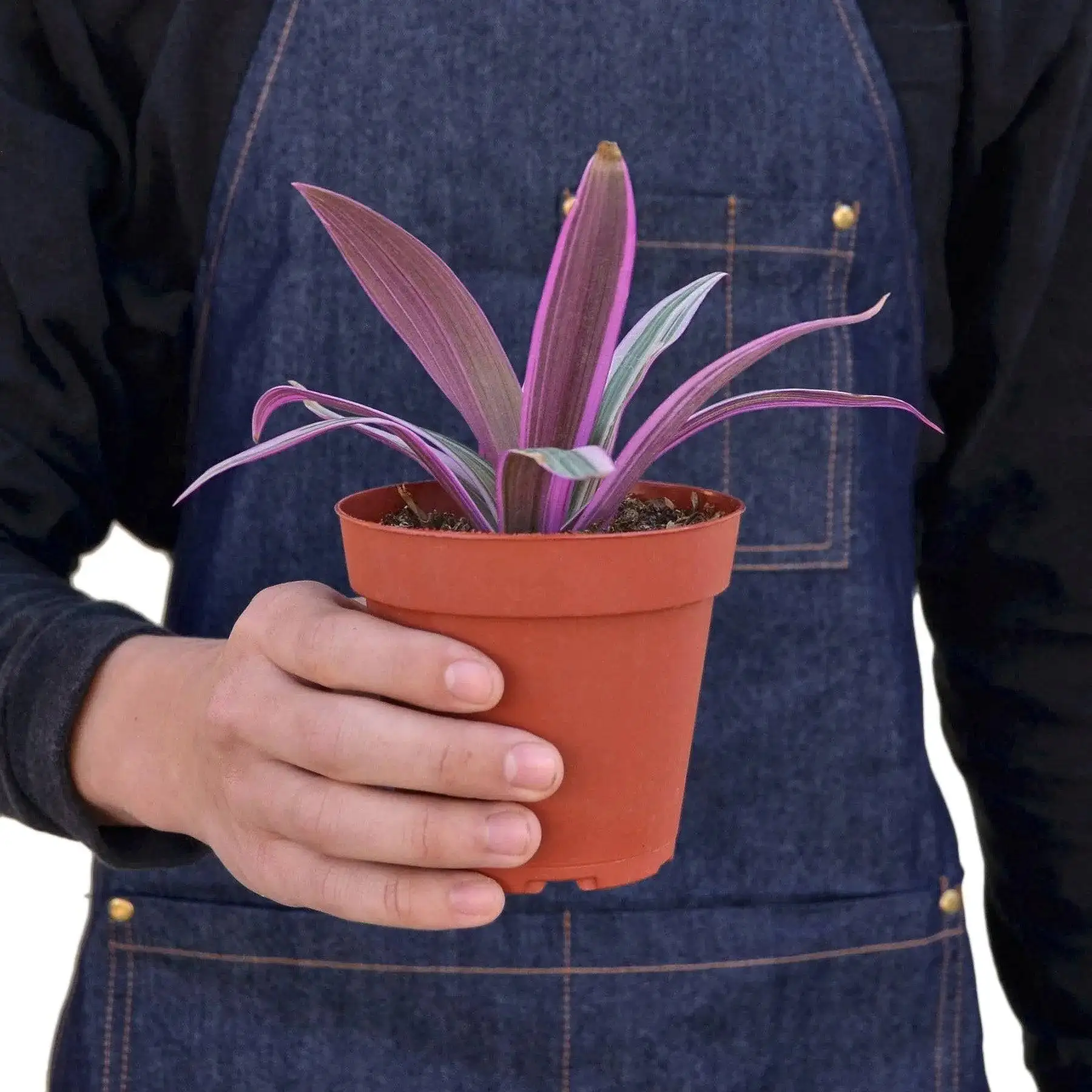 Oyster Plant Moses in the Cradle - Image 3