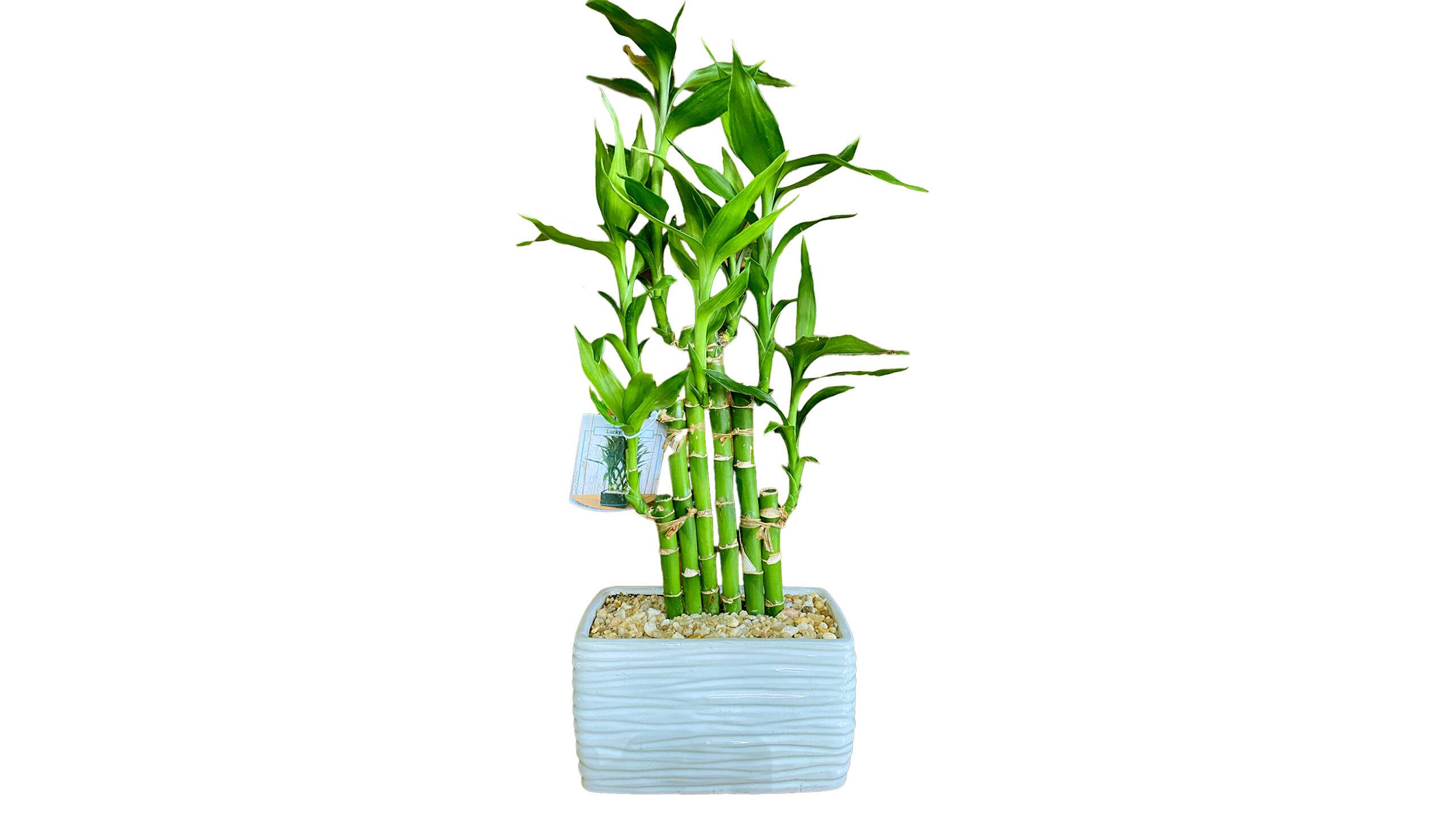 6″ Lucky Bamboo Plant Gift – Spread Prosperity & Positivity | House Plants for Sale - Forget Me Not Flower Market