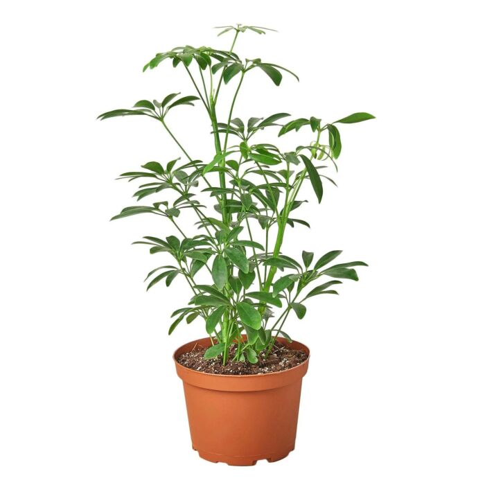 Schefflera Arboricola Umbrella - Image 4