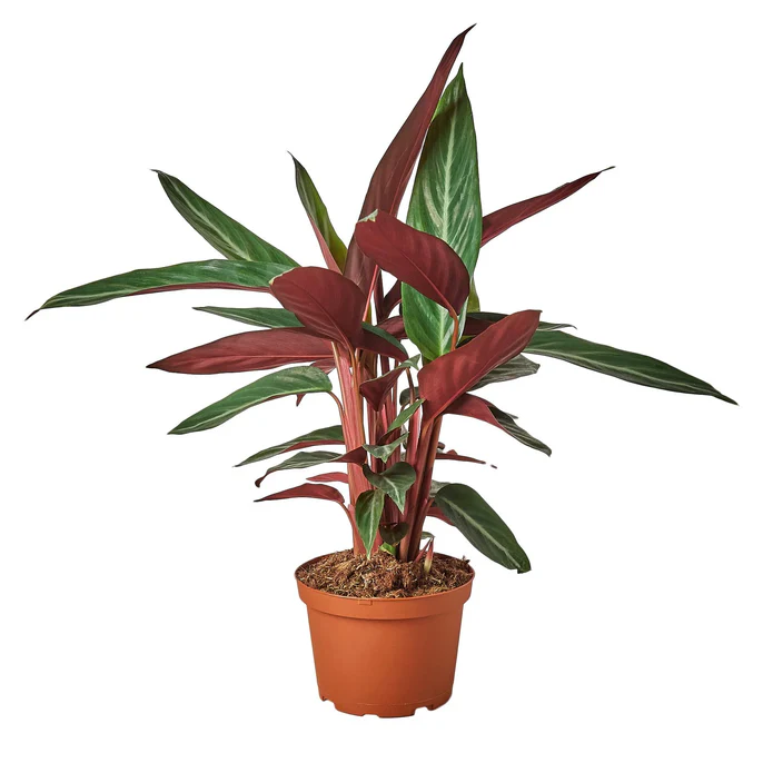 Stromanthe Sanguinea - Image 2