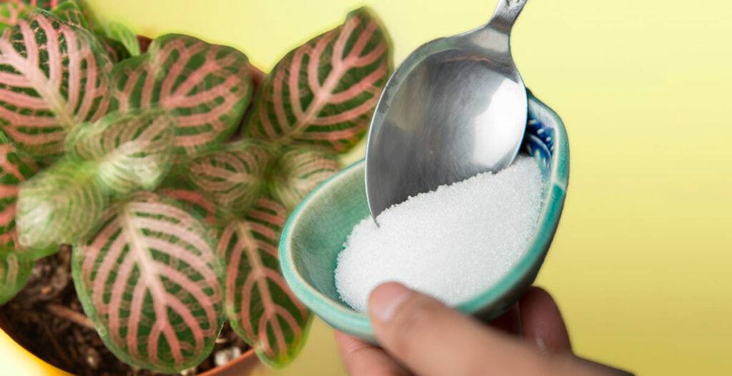 Green Thumb Hack: Epsom Salt & Plants. Benefits of Epsom Salt in Plants to Boost Plant Growth