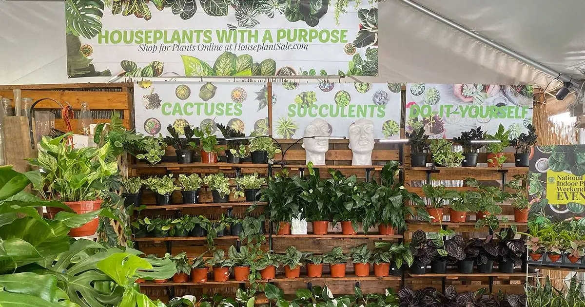 Best Online plant Nursery Reviews | HouseplantSale.com – Houseplants for sale | Best Indoor Plants and Benefits | Forget me Not Flower Market Best Online plant Nursery Reviews | HouseplantSale.com - Houseplants for sale | Best Indoor Plants and Benefits | Forget me Not Flower Market