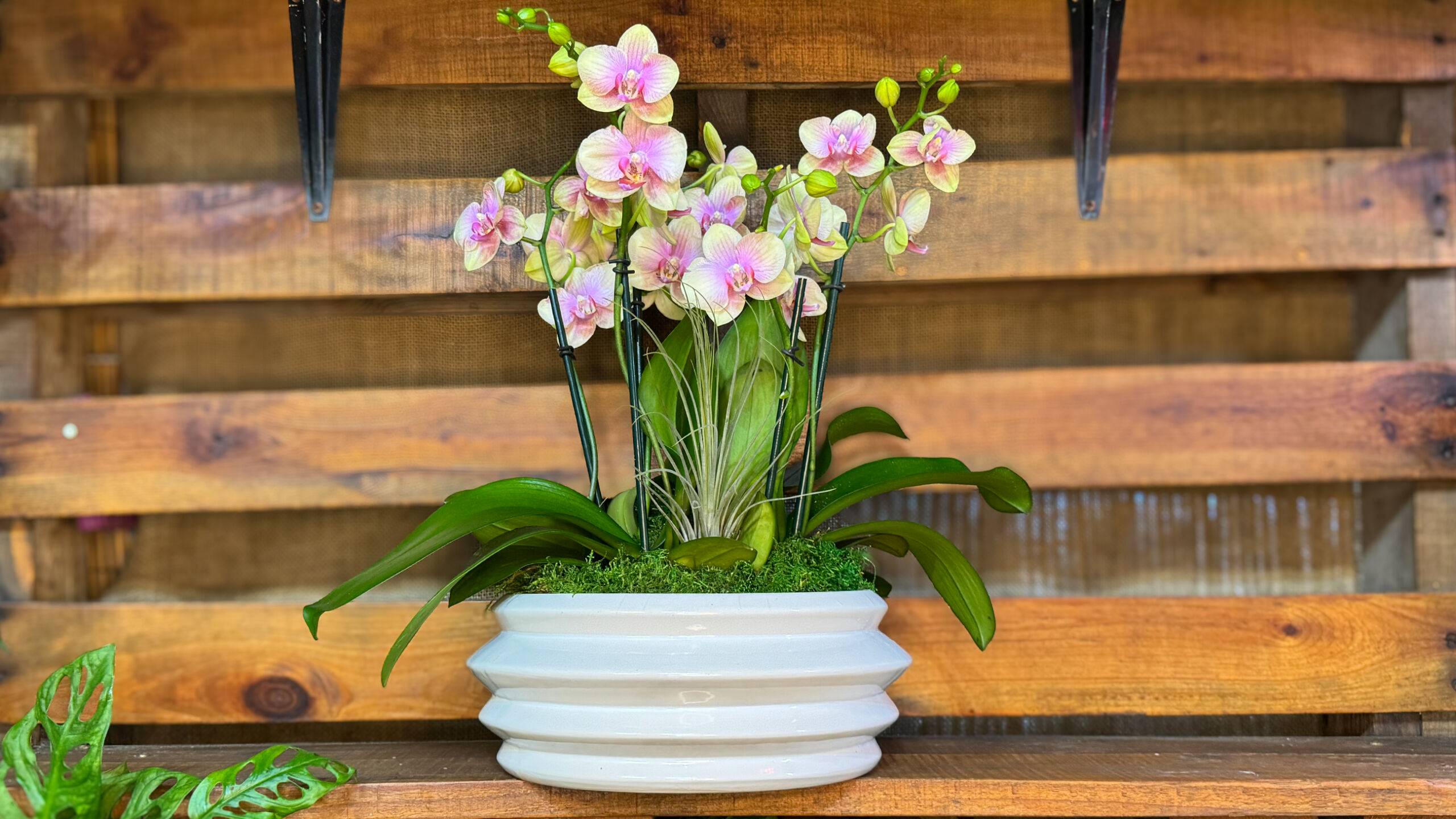 Order Light Pink Phalaenopsis teacup orchids arrangements online: Phalaenopsis Fall Orchid Arrangement available at Forget Me Not Flower Markets, Bonita Springs. Send Orchids for valentine's day. Orchid plant delivery available via DoorDash Delivery or In-Store Pick Up.