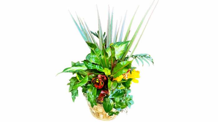 6″ Dish Garden Foliage Gift Delivery Bonita Springs