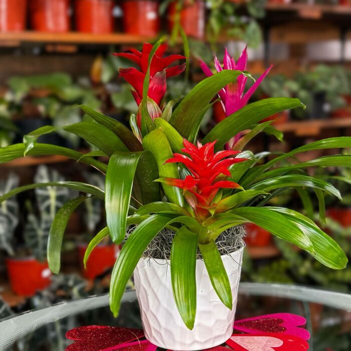 Potted Bromeliads for Sale. Triple Bromeliad Garden includes three different Guzmania bromeliad colors. Available at Forget Me Not Flower Markets, Bonita Springs. Send Bromeliads for Valentine's day. Bromeliads plant delivery available via DoorDash Delivery or In-Store Pick Up.