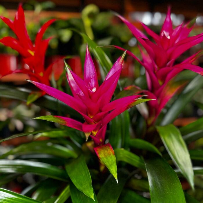 Potted Bromeliads for Sale. Triple Bromeliad Garden includes three different Guzmania bromeliad colors. Available at Forget Me Not Flower Markets, Bonita Springs. Send Bromeliads for Valentine's day. Bromeliads plant delivery available via DoorDash Delivery or In-Store Pick Up.