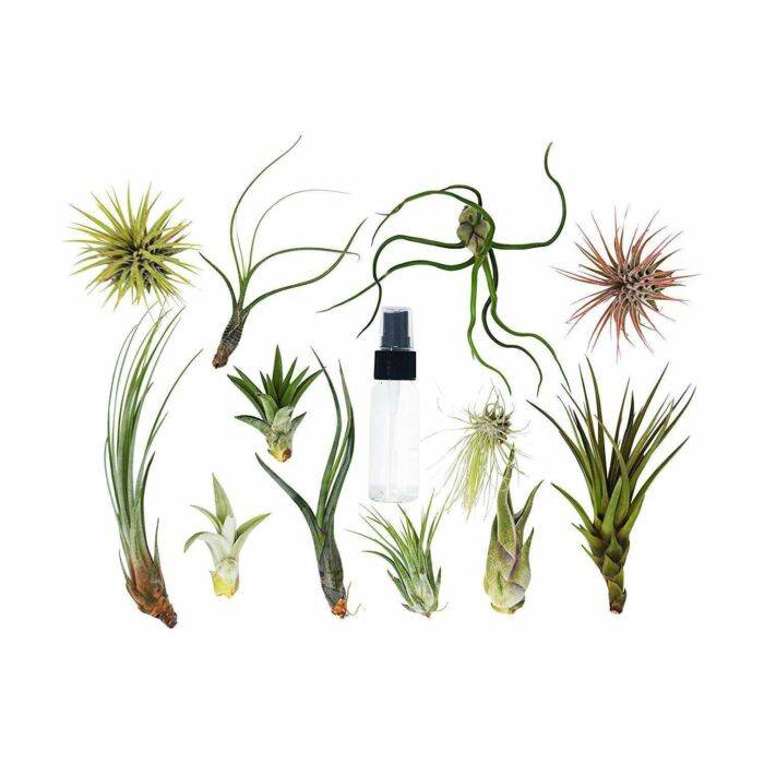 Tillandsia Air Plant Variety w/ Spray - 9 Pack - House Plant Shop