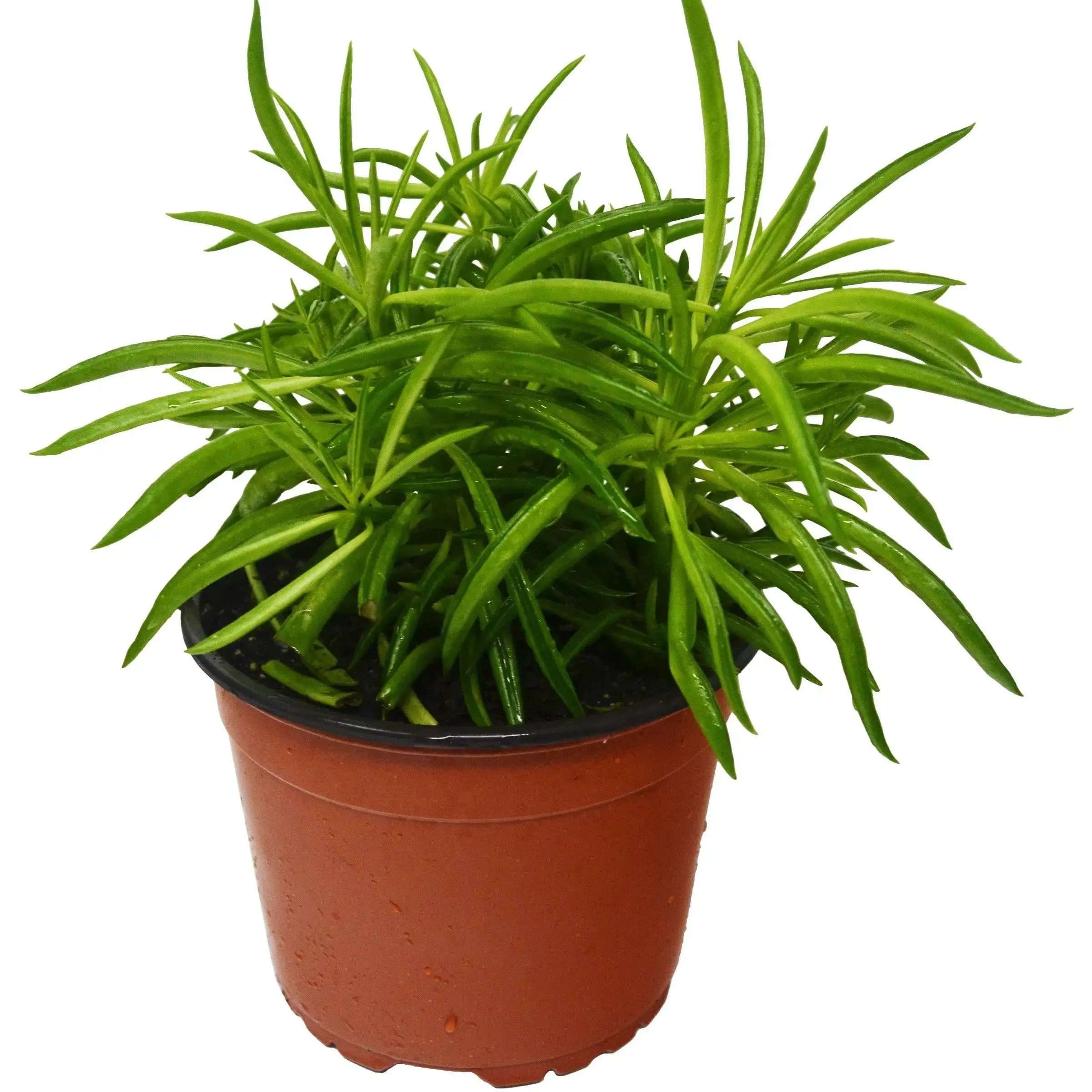 Peperomia Green Bean - Image 3