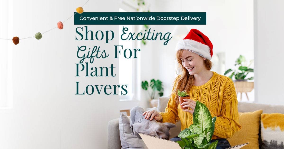 Christmas plants for sale | Forget Me Not Flower Market online plant shop | online nurseries near to me