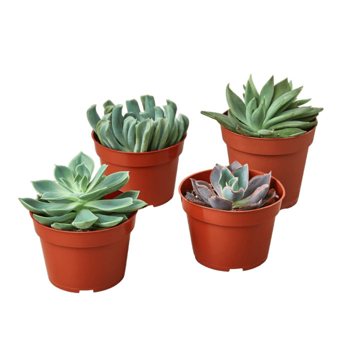 Succulent Echeveria Plant Bundles