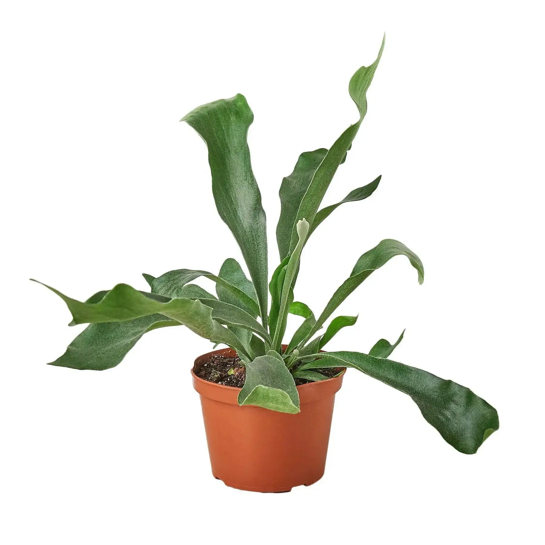 Staghorn Fern - Image 3