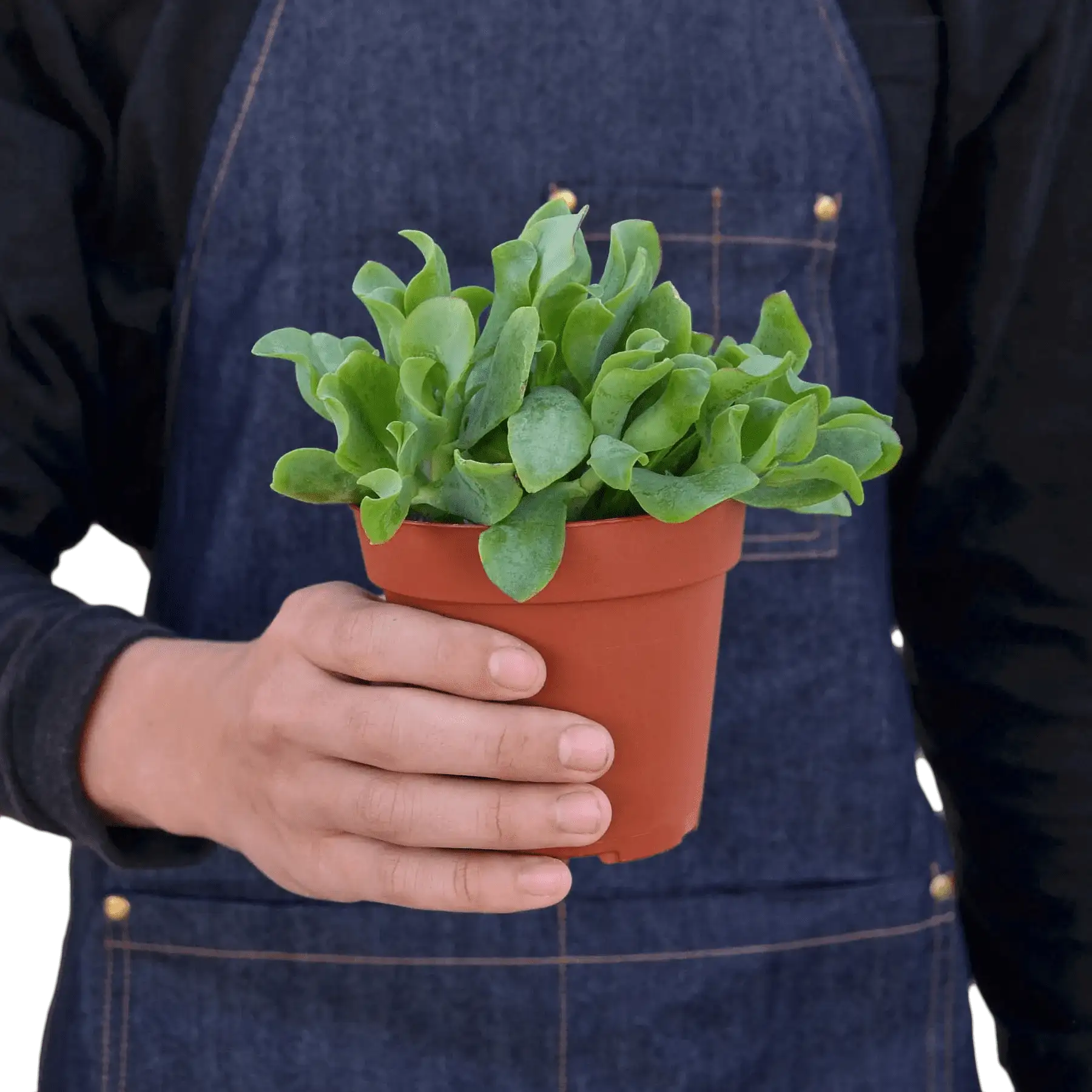 Succulent Ripple Jade - Image 3