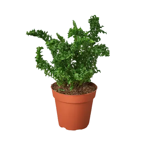 'Emina' Fern - 4" Pot