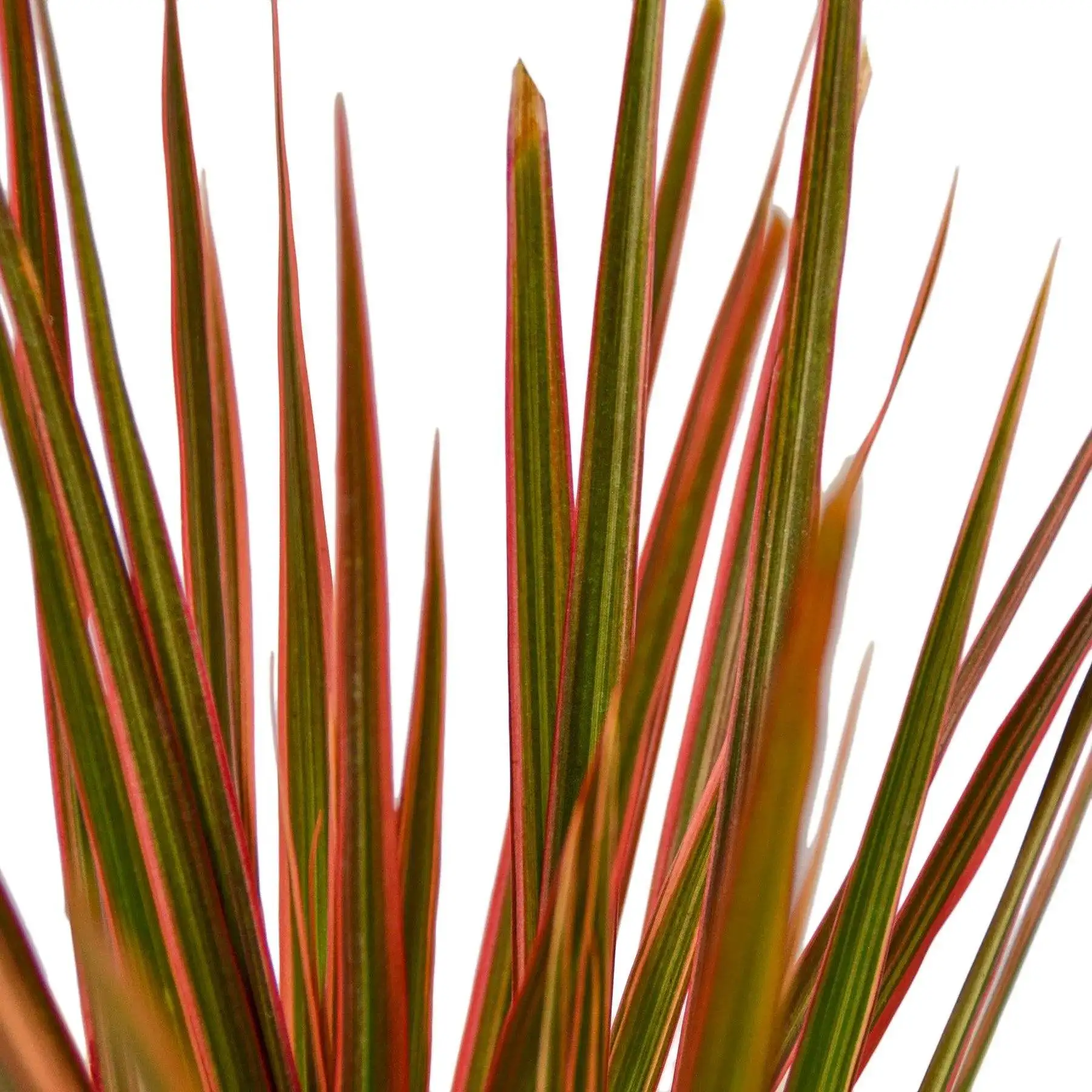 Dracaena Colorama - Image 2