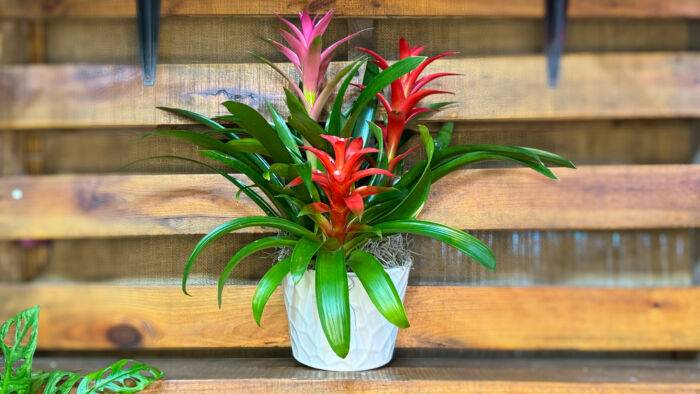 Potted Bromeliads for Sale. Triple Bromeliad Garden includes three different Guzmania bromeliad colors. Available at Forget Me Not Flower Markets, Bonita Springs. Send Bromeliads for Valentine's day. Bromeliads plant delivery available via DoorDash Delivery or In-Store Pick Up.