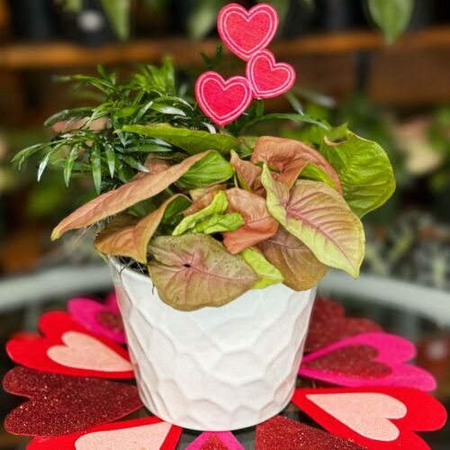 Send dish garden gift - same day delivery Arrangement available at Forget Me Not Flower Markets, Bonita Springs. Send Plants for valentine's day. Dish Garden plant delivery available via DoorDash Delivery or In-Store Pick Up.