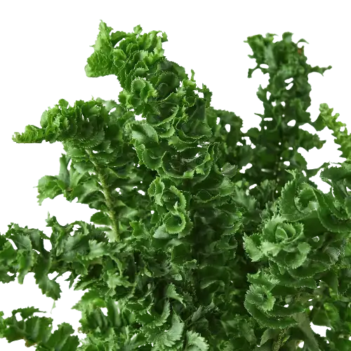 'Emina' Fern - 4" Pot - Image 2