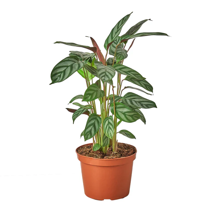 Calathea 'Grey Star' - 4" Pot - NURSERY POT ONLY - Image 2