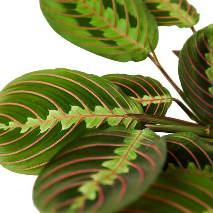 Maranta Red Prayer - Image 3