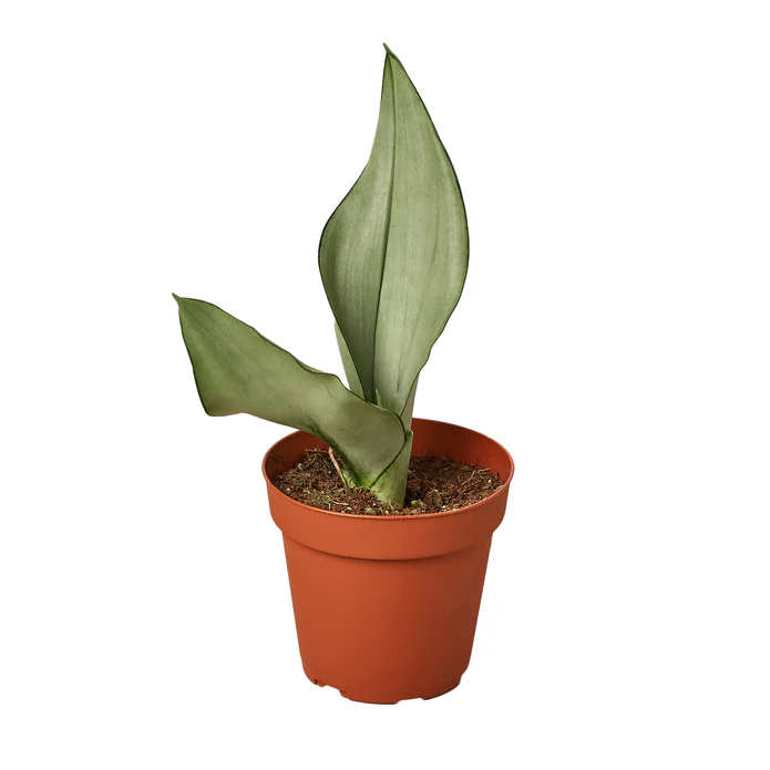 Snake Plant Moonshine - Image 2