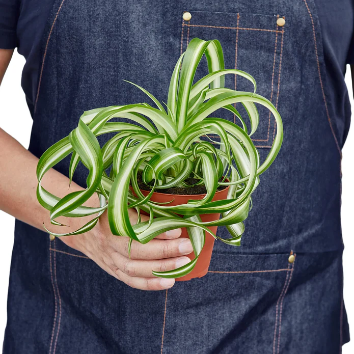 Spider Plant 'Bonnie' - Image 3