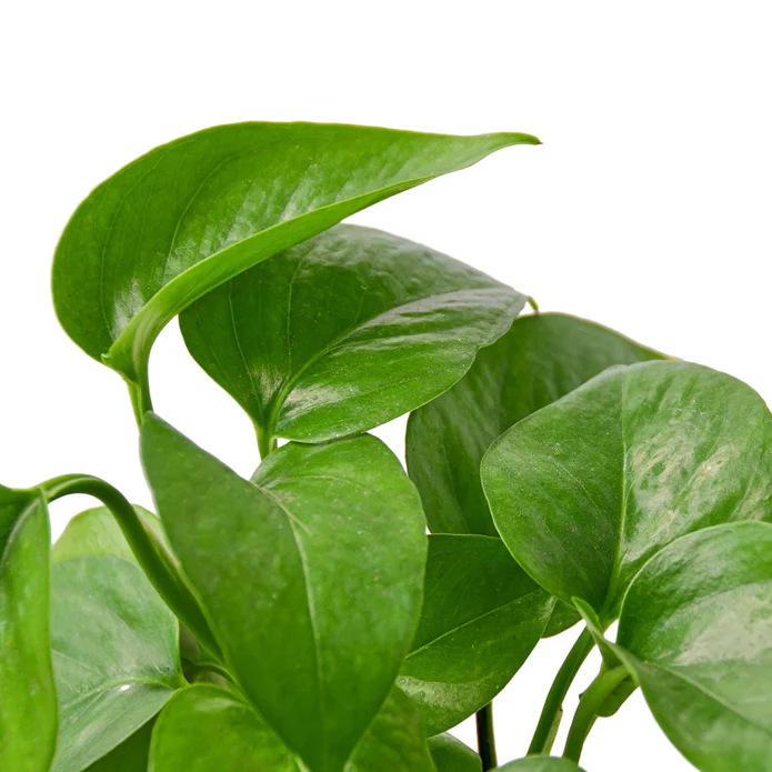 Pothos 'Green Queen' - Image 2