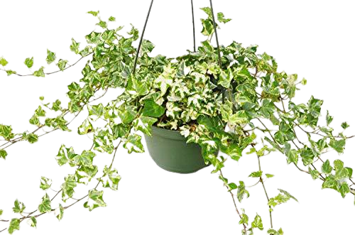 English Ivy 'Kolibre'