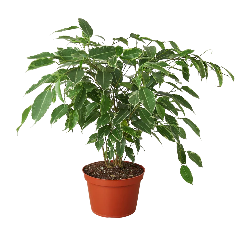 Ficus 'Breeze' - 6" Pot