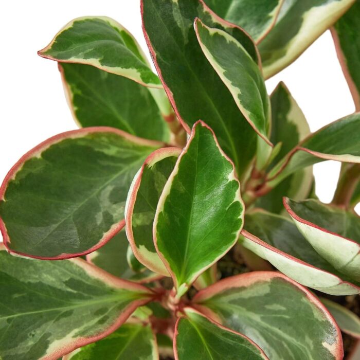 Peperomia Ginny - Image 2