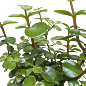 Meet the Elephant Bush also known as Dwarf Jade Plant, Mini Jade Succulent