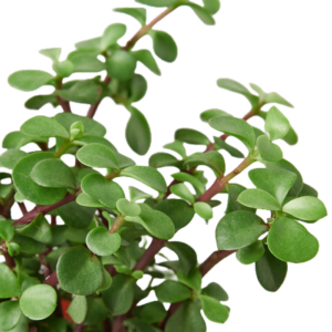 Meet the Elephant Bush also known as Dwarf Jade Plant, Mini Jade Succulent
