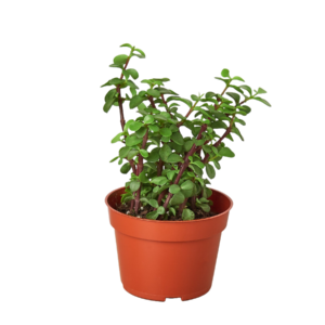 Meet the Elephant Bush also known as Dwarf Jade Plant, Mini Jade Succulent
