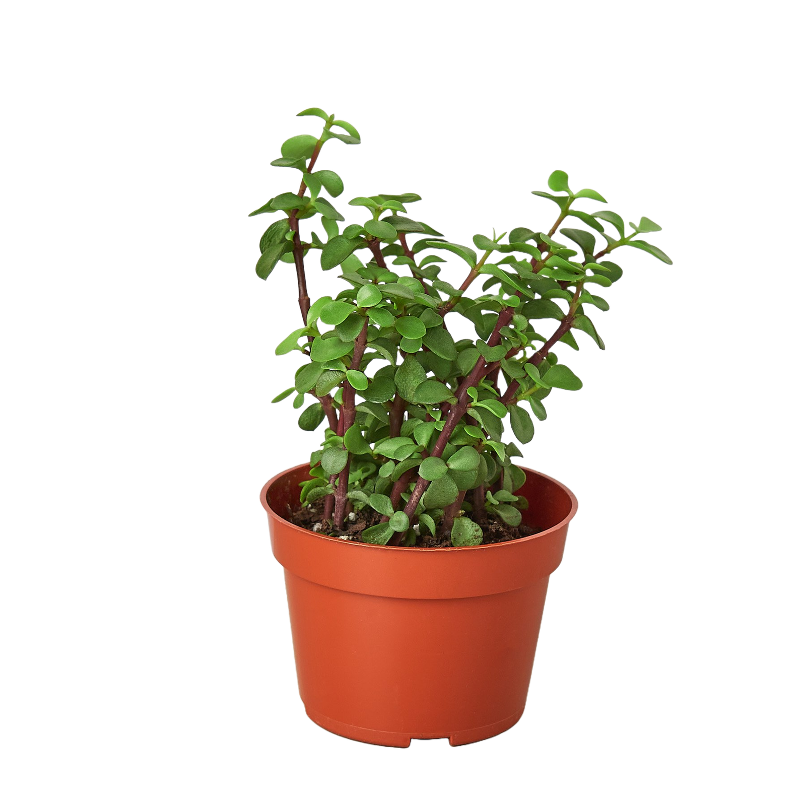 Elephant Bush Succulent | House Plants for Sale - Forget Me Not Flower Market