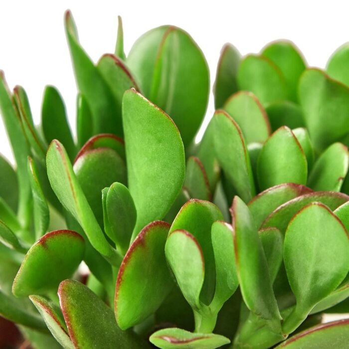 Succulent Crassula Jade - Image 2