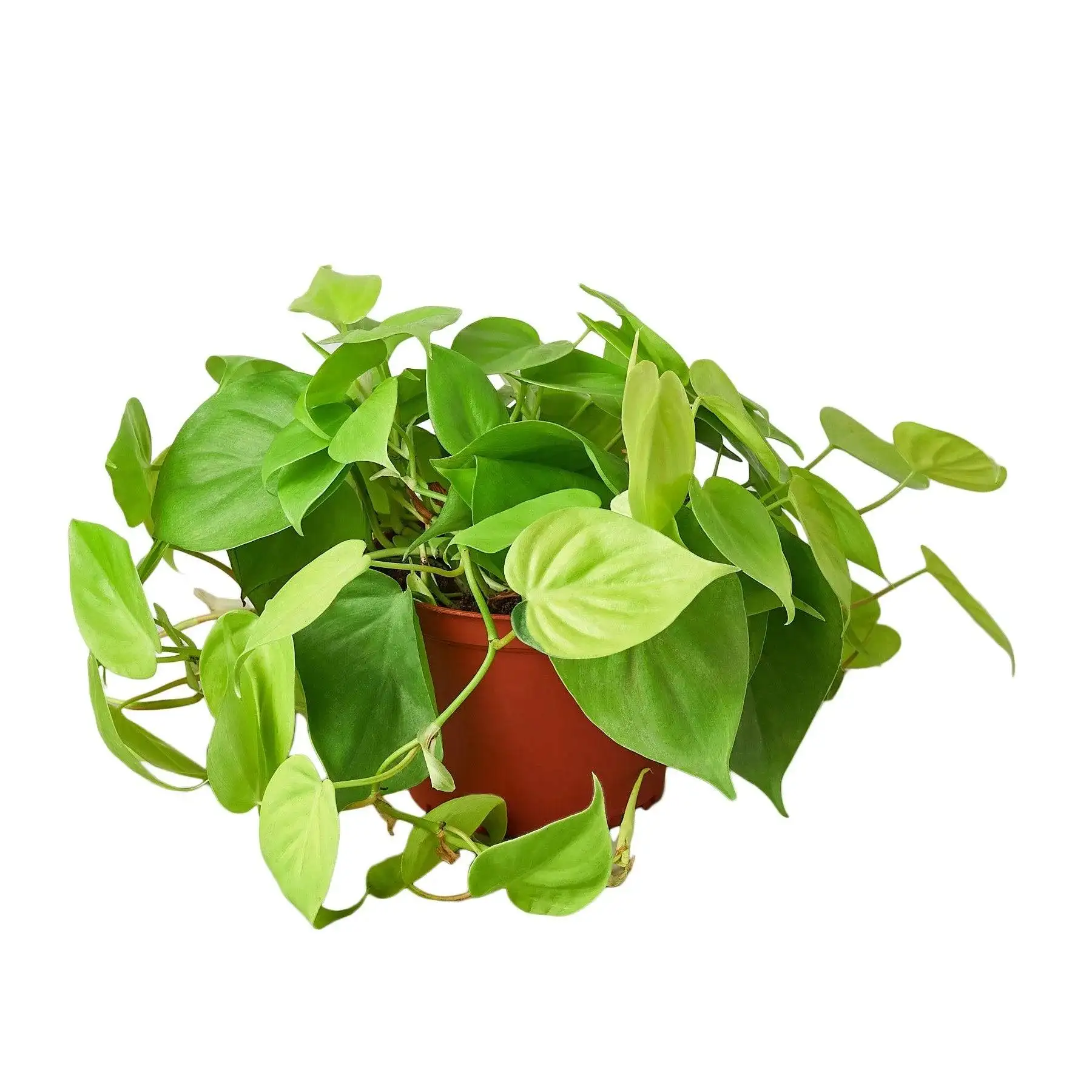 Philodendron Neon - Image 3