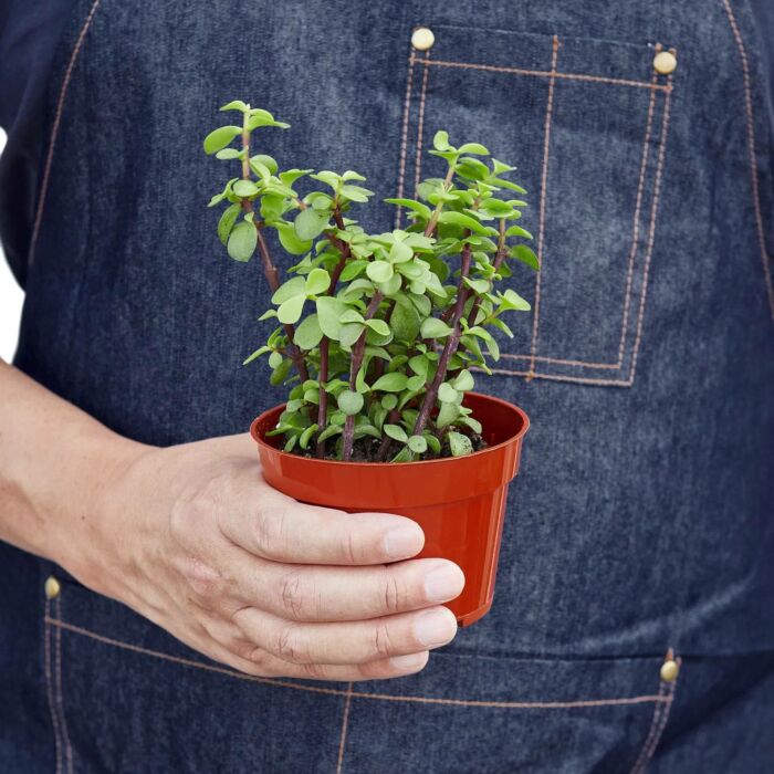 Succulent Elephant Bush - Image 3