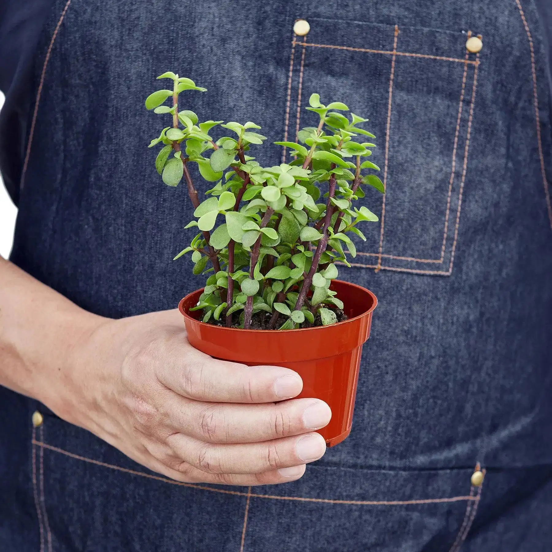 Succulent Elephant Bush - Image 3