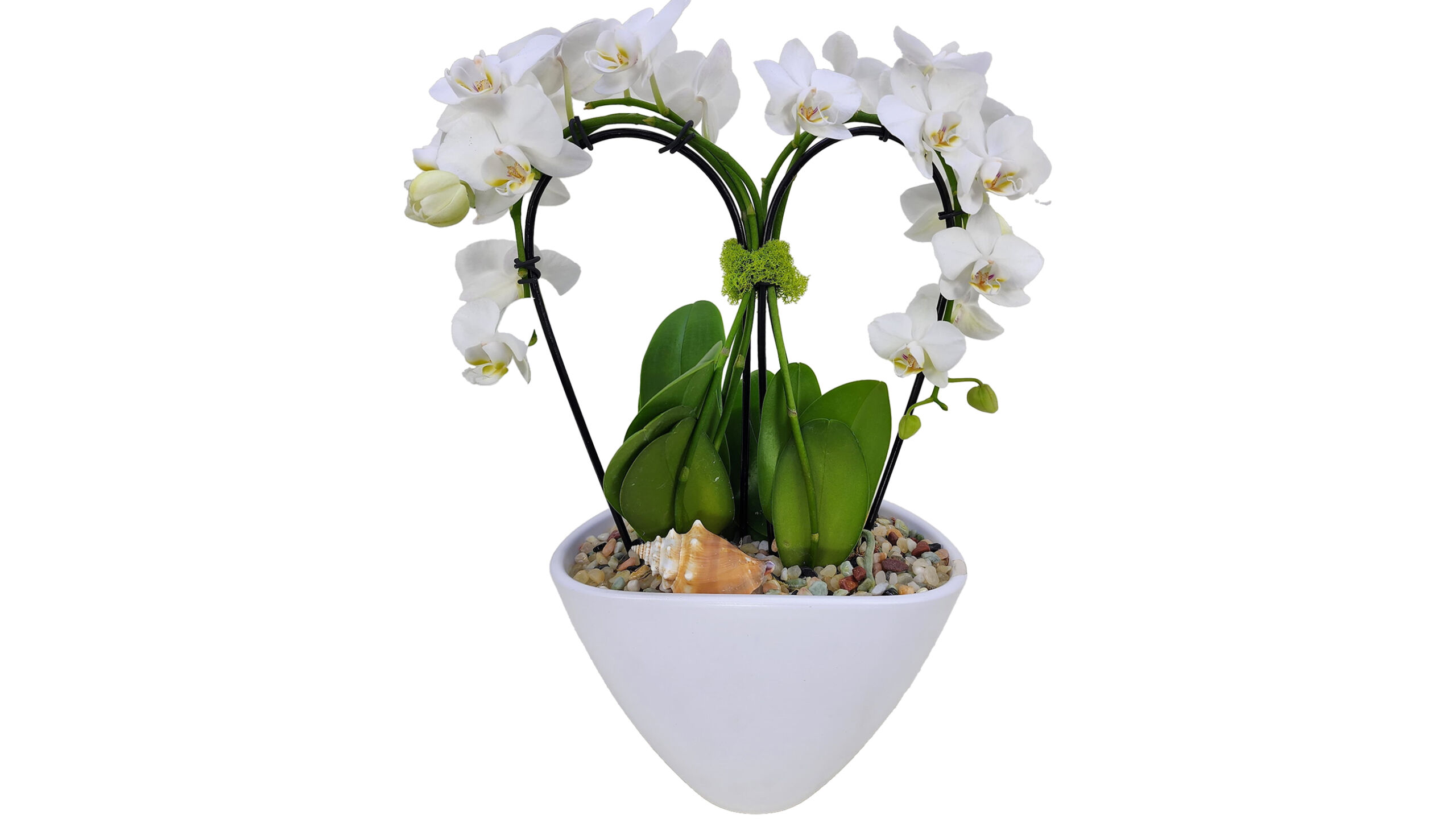 8" Cascade Phalaenopsis Orchids in a charming heart available for same-day delivery in Bonita Springs