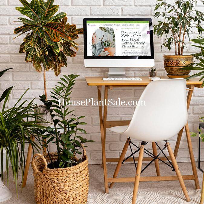 Plant Collections 30Day Guarantee + Free Doorstep Plant Delivery 🪴📦