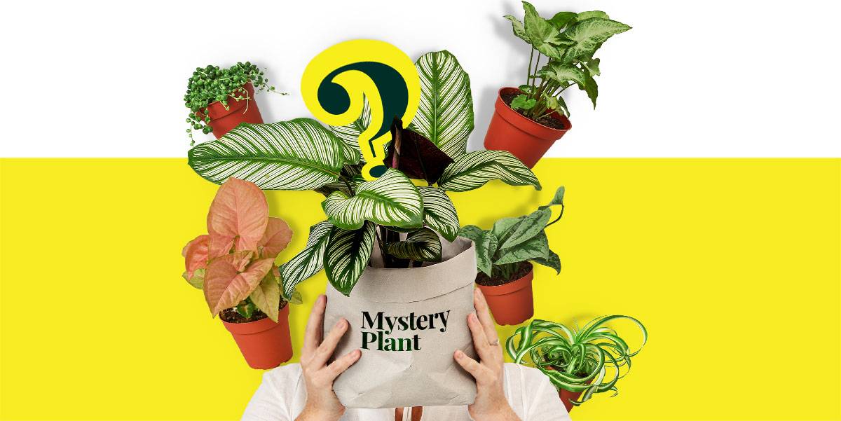 Plant Subscription Box - Click here to subscribe/