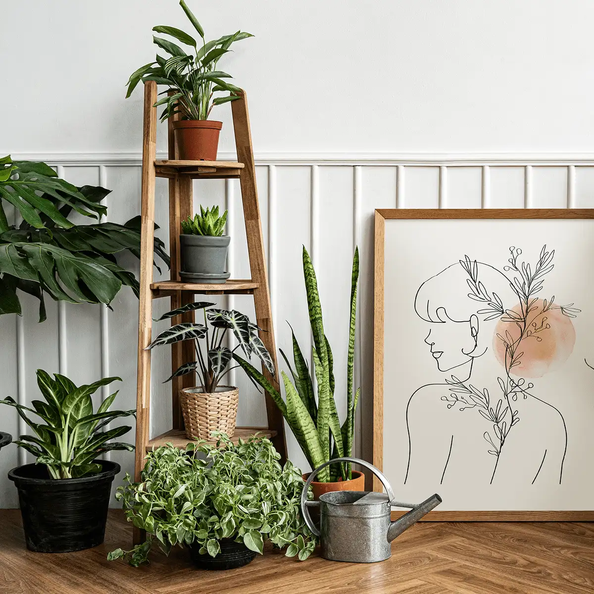 Popular Plants for Sale Online | best online plant nursery | houseplantsale.com - houseplants for sale online | best indoor plants | forget me not flower market