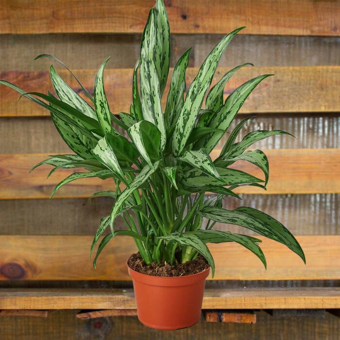 Aglaonema Cutlass Chinese Evergreen House Plants for Sale - 6in Nursery Pot | Best Indoor Plants & Houseplant Sale | Forget Me Not Flower Market