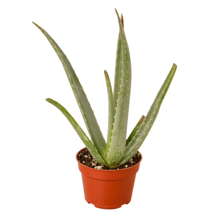 Image og Aloe Vera plant for Sale online - Houseplant Sale and Forget Me Not Flower Market